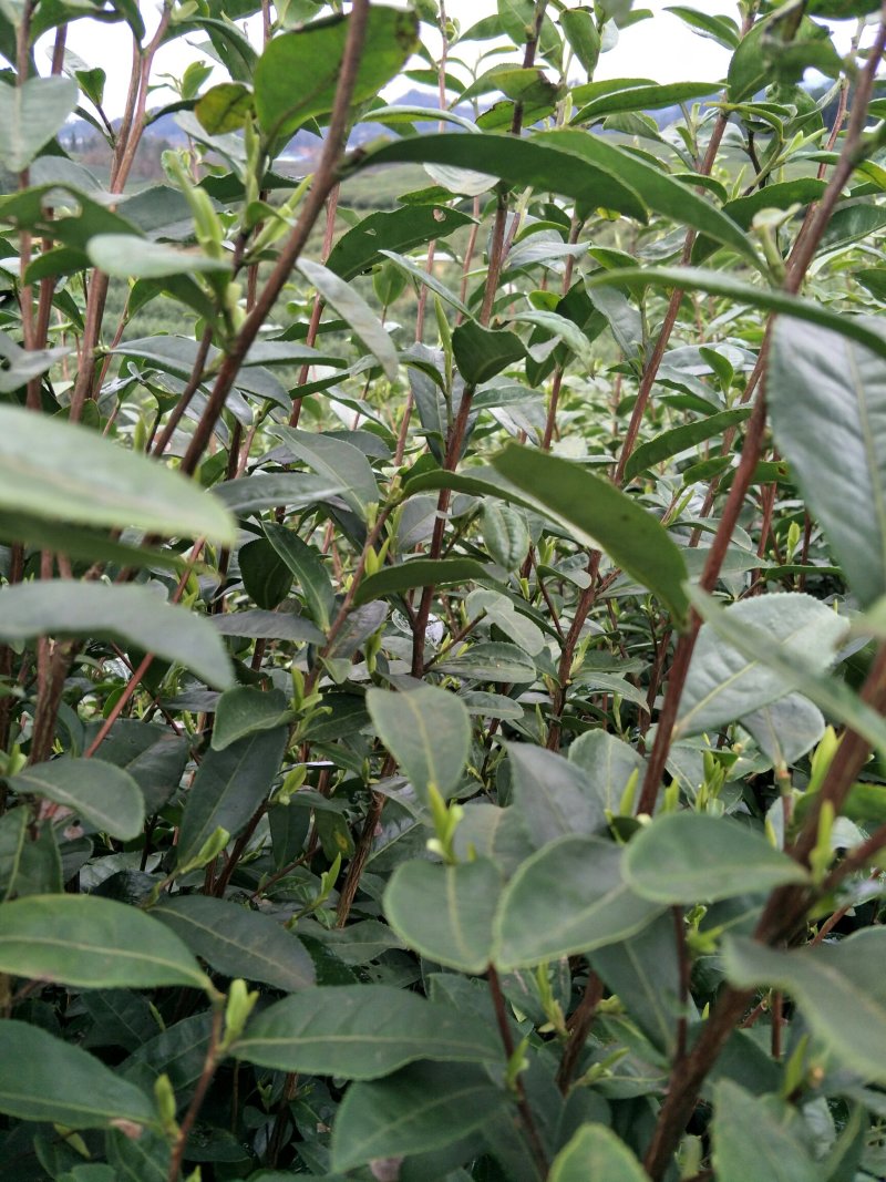 绿茶
