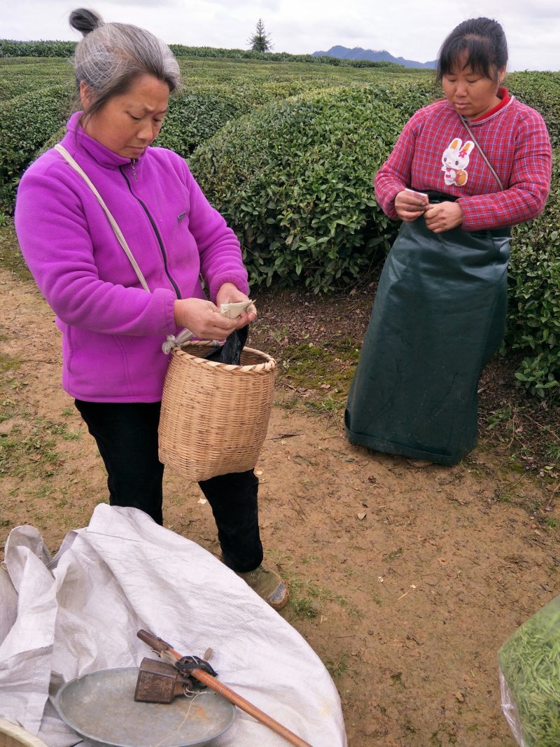 绿茶