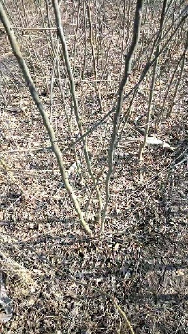 无刺皂角