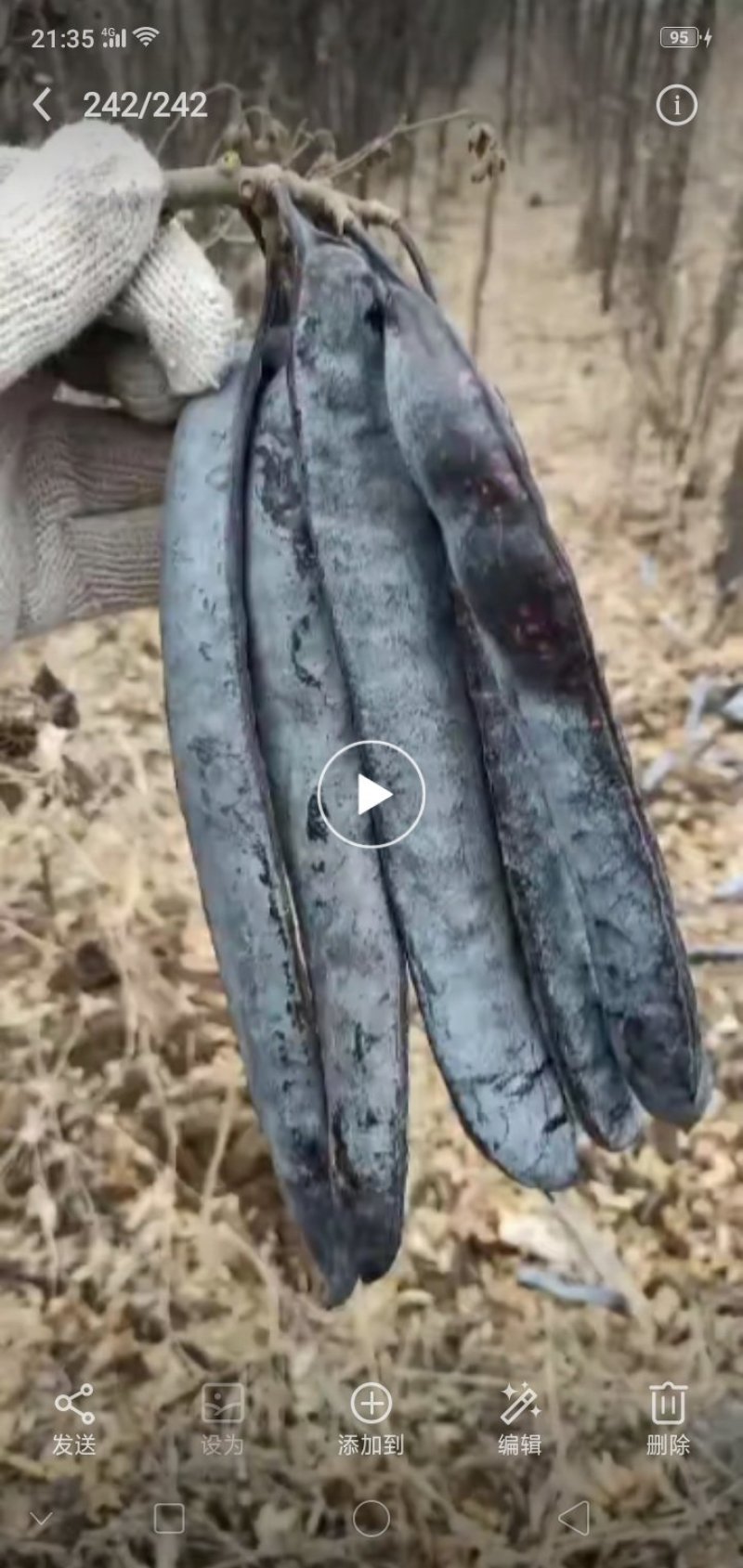 无刺皂角