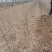 无刺皂角