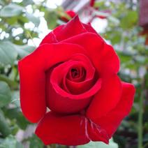 微型玫瑰花苗盆栽迷你小月季带花苞水培植物四季开花