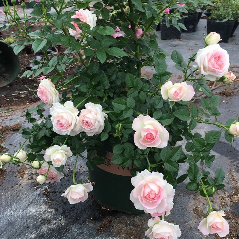 微型玫瑰花苗盆栽迷你小月季带花苞水培植物四季开花