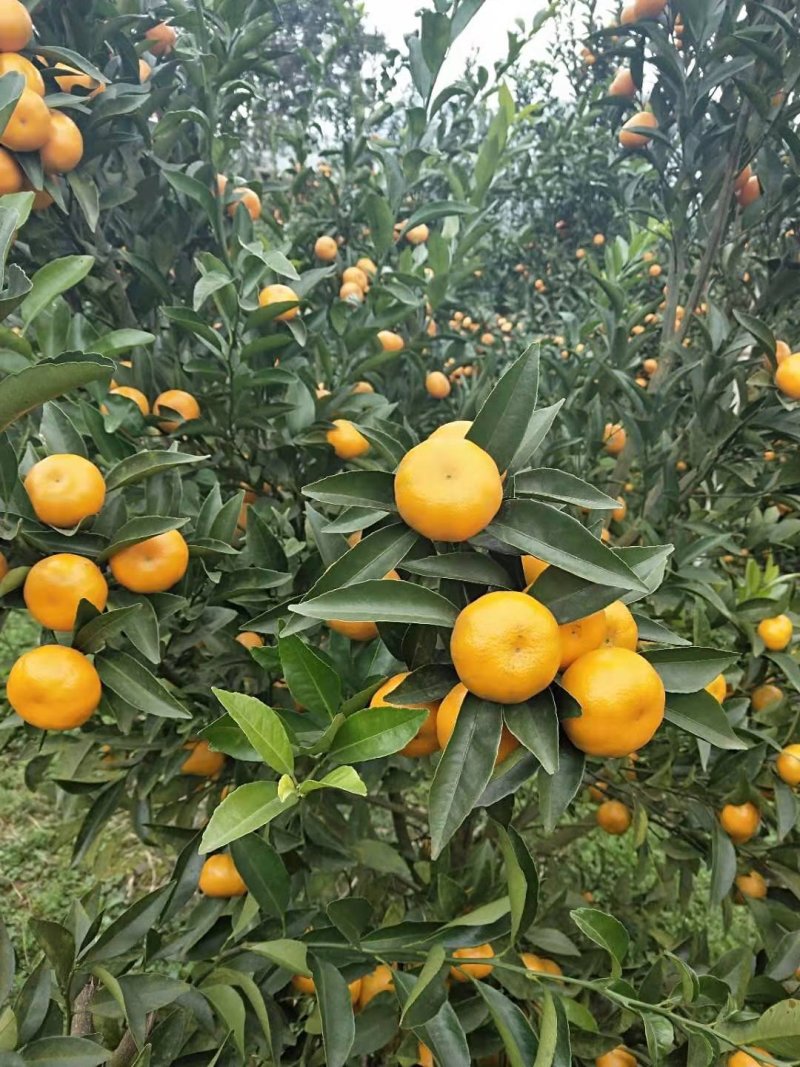 马水橘