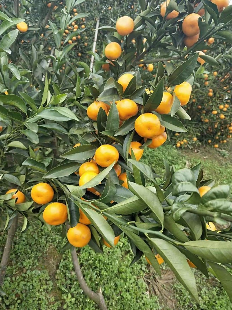 马水橘