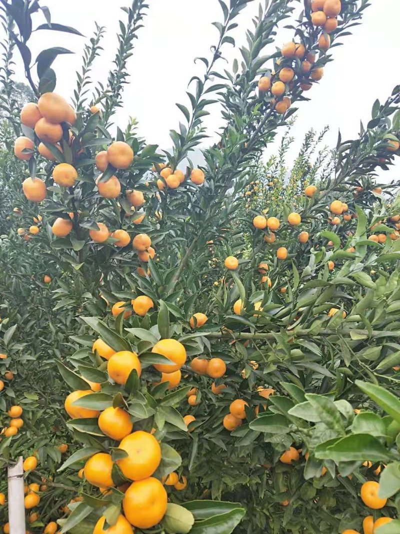 马水橘