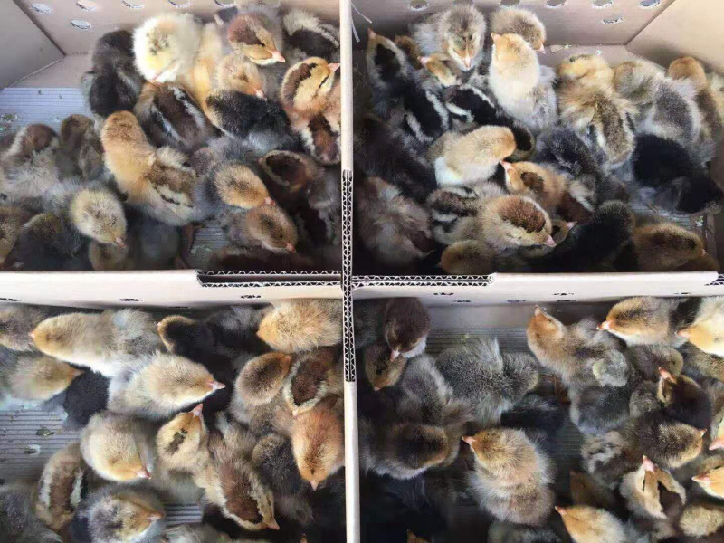 快大型肉鸡K9出壳苗
