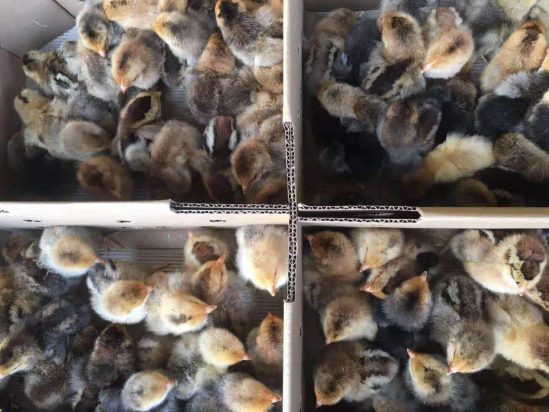 快大型肉鸡K9出壳苗