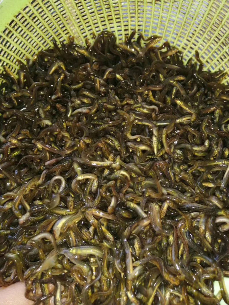 杂交泥鳅苗台湾泥鳅苗快大泥鳅鱼苗一年可养殖3批