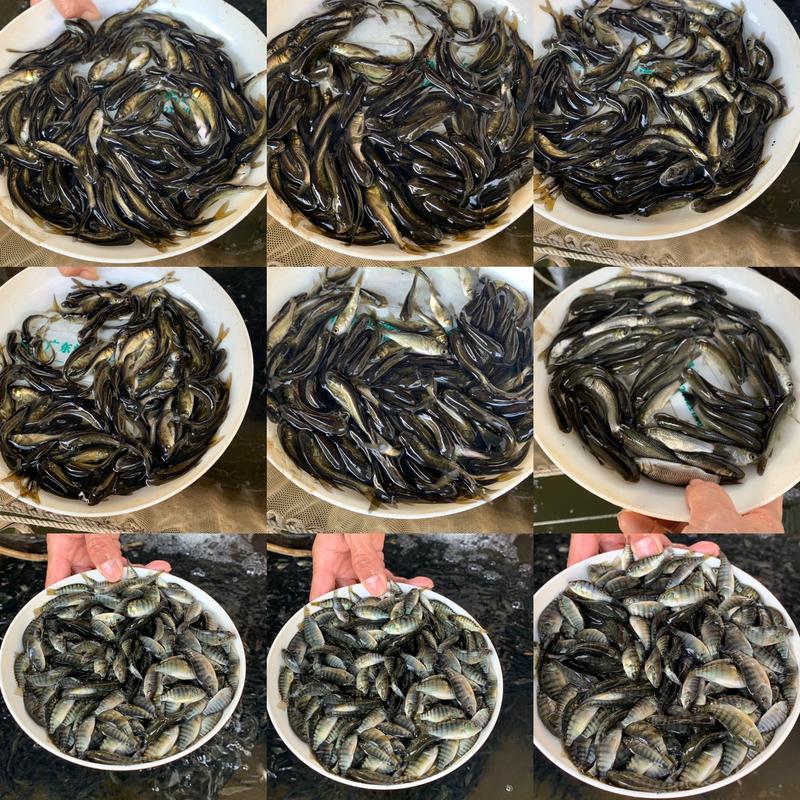 8-10厘米银鳕鱼鱼苗丨淡水鳕鱼苗优选种苗全国发货