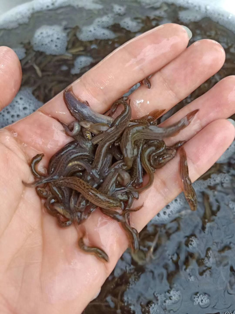 泥鳅苗淡水杂交泥鳅苗可食用台湾泥鳅苗泥鳅水花苗基地供货