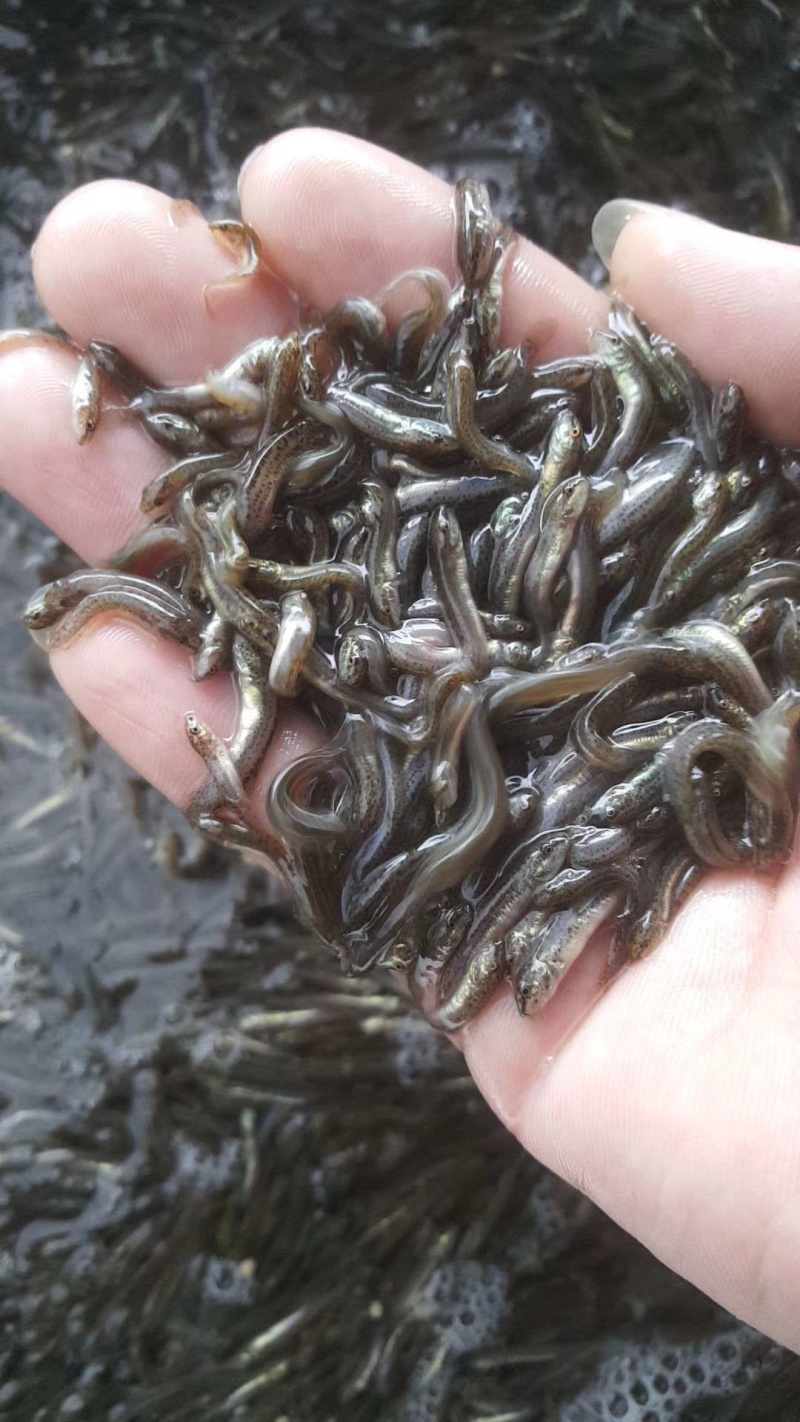 泥鳅苗淡水杂交泥鳅苗可食用台湾泥鳅苗泥鳅水花苗基地供货
