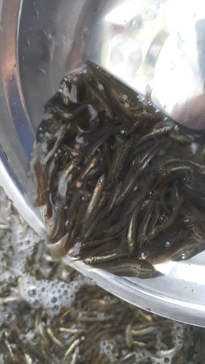 泥鳅苗淡水杂交泥鳅苗可食用台湾泥鳅苗泥鳅水花苗基地供货