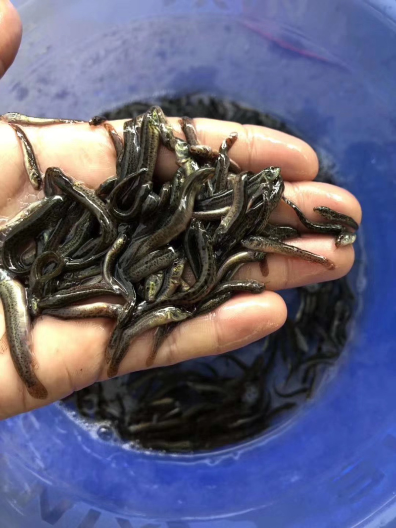 泥鳅苗淡水杂交泥鳅苗可食用台湾泥鳅苗泥鳅水花苗基地供货