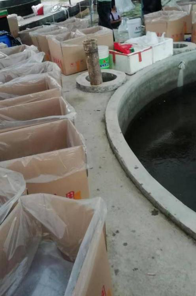 中科五号良种鲫鱼苗黄金鲫湘云鲫工程鲫包邮包活