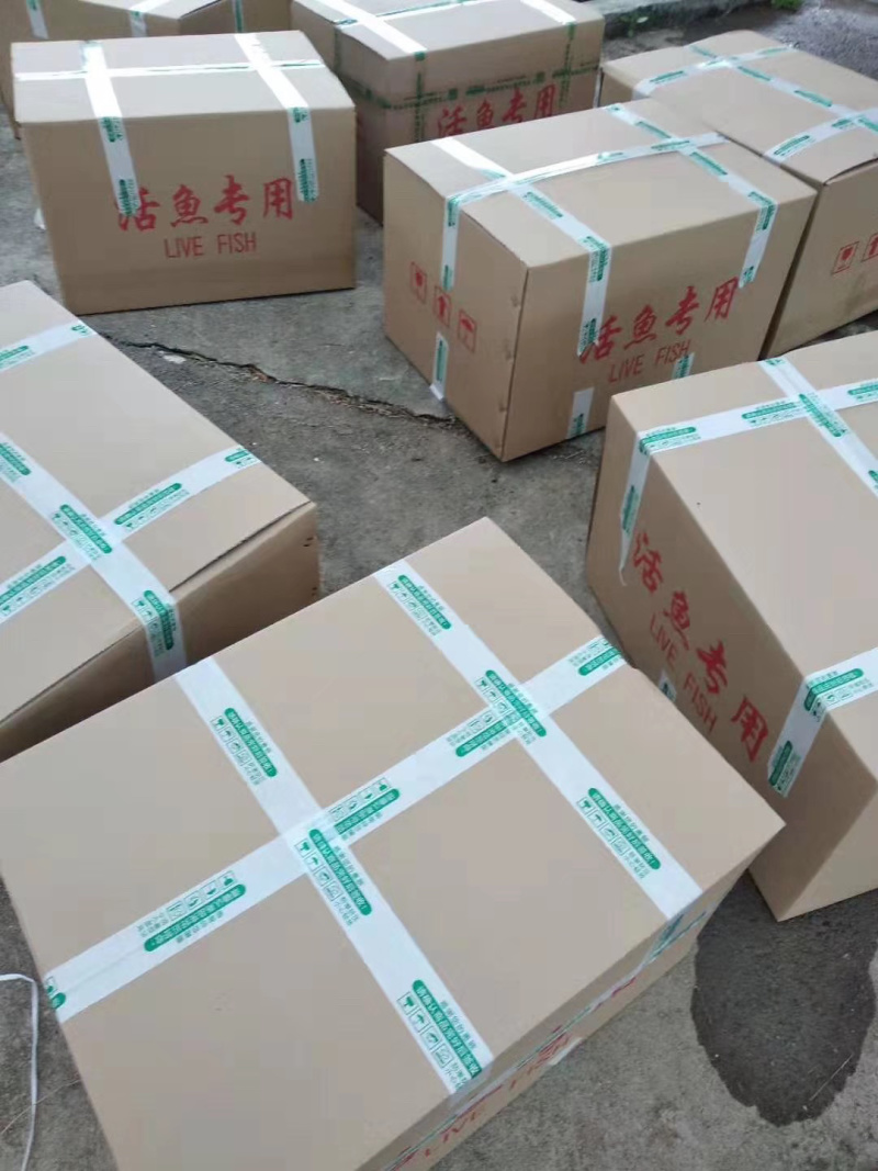 红罗非鱼苗√广东水产红斑苗√彩虹鲷🌟淡水养殖苗包活包