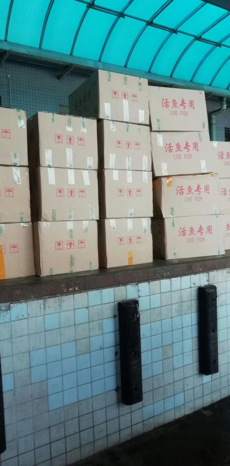 红罗非鱼苗√广东水产红斑苗√彩虹鲷🌟淡水养殖苗包活包