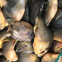 精品太阳鱼品质保证价格，可送货，可供钓场