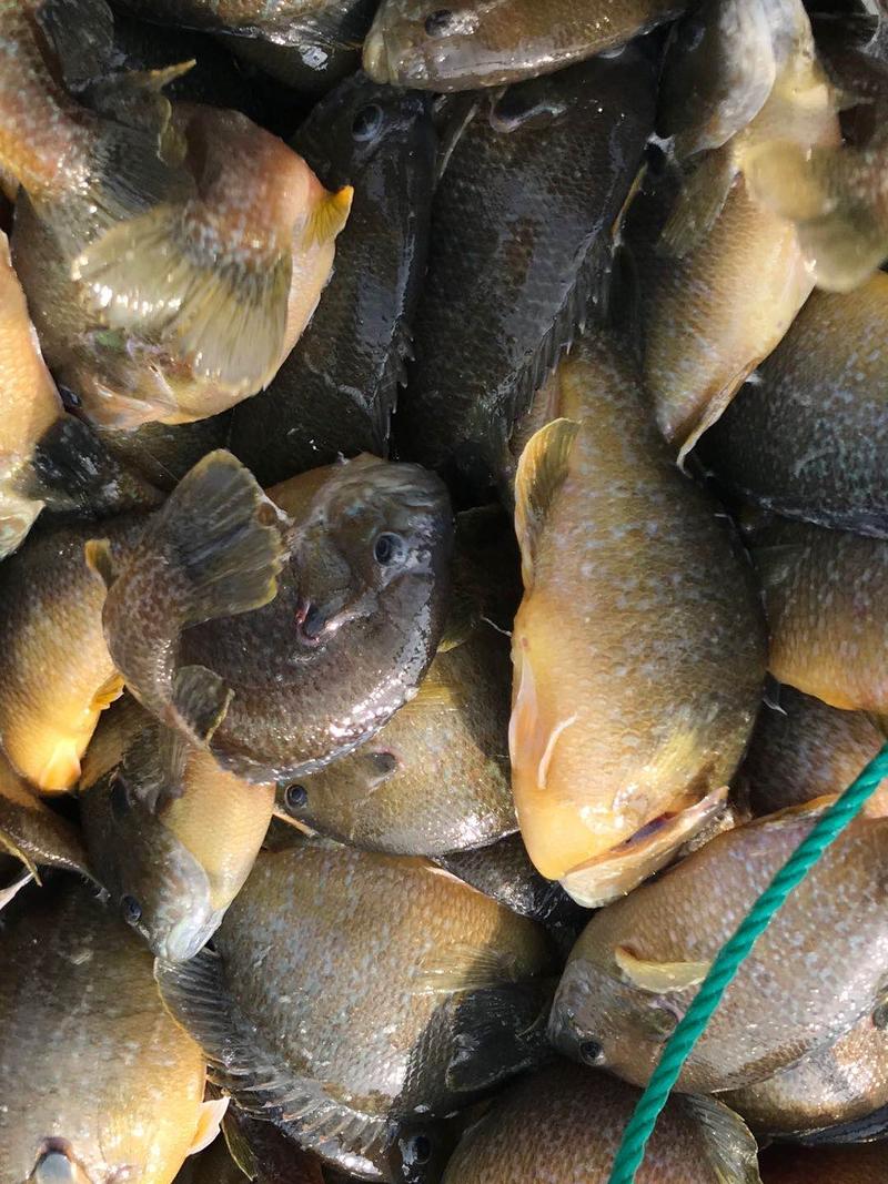精品太阳鱼品质保证价格优惠，可送货，可供钓场
