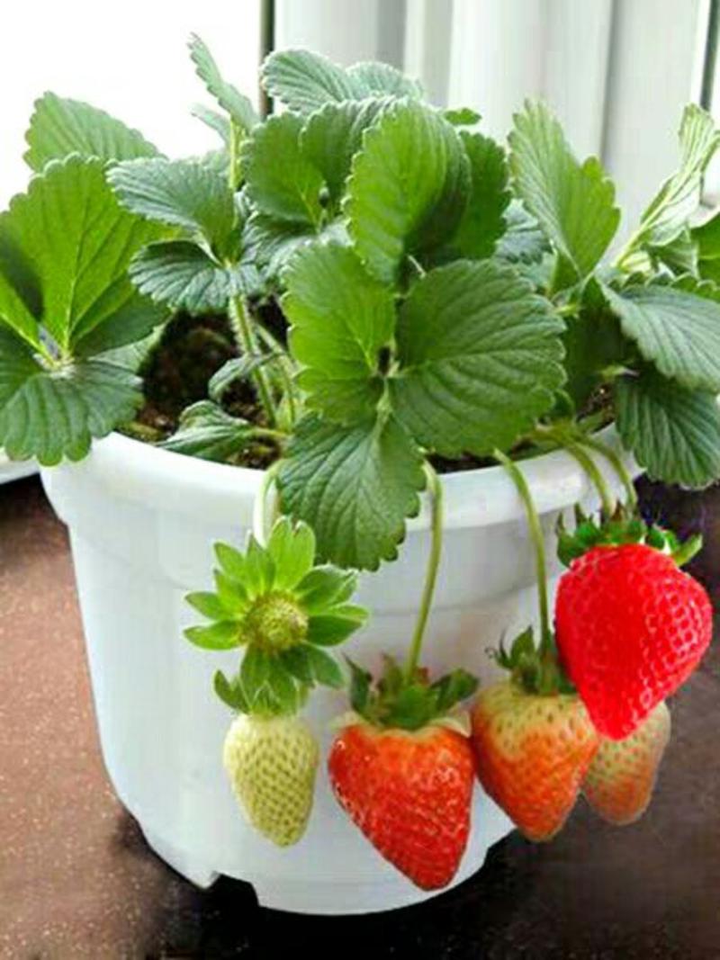 草莓苗（奶油，四季，香蕉，红颜，章姬）