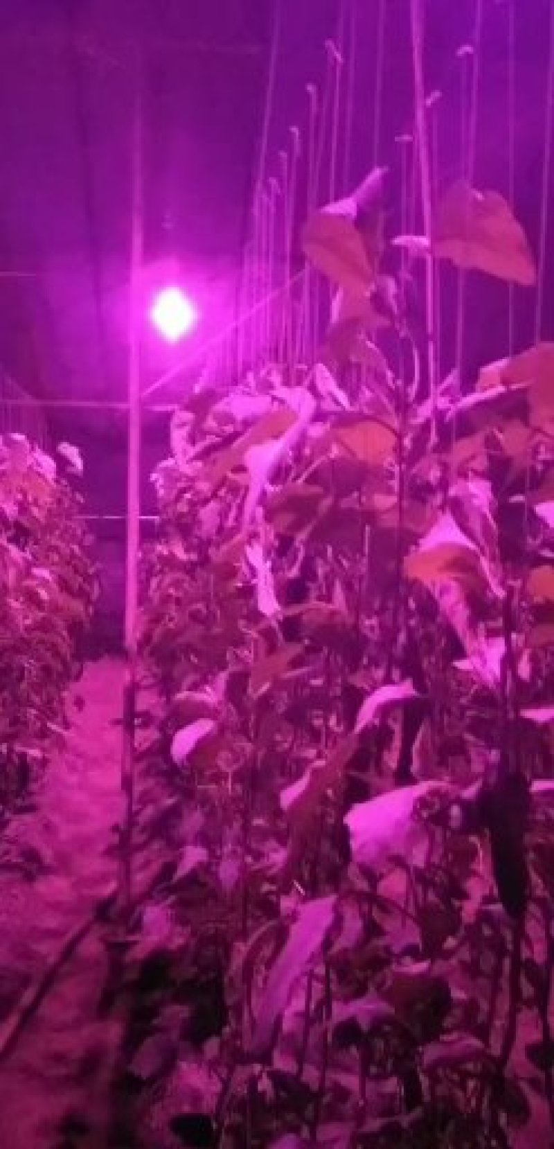 温室大棚杀虫灯果园杀虫灯，大田诱虫灯！养殖杀虫灯