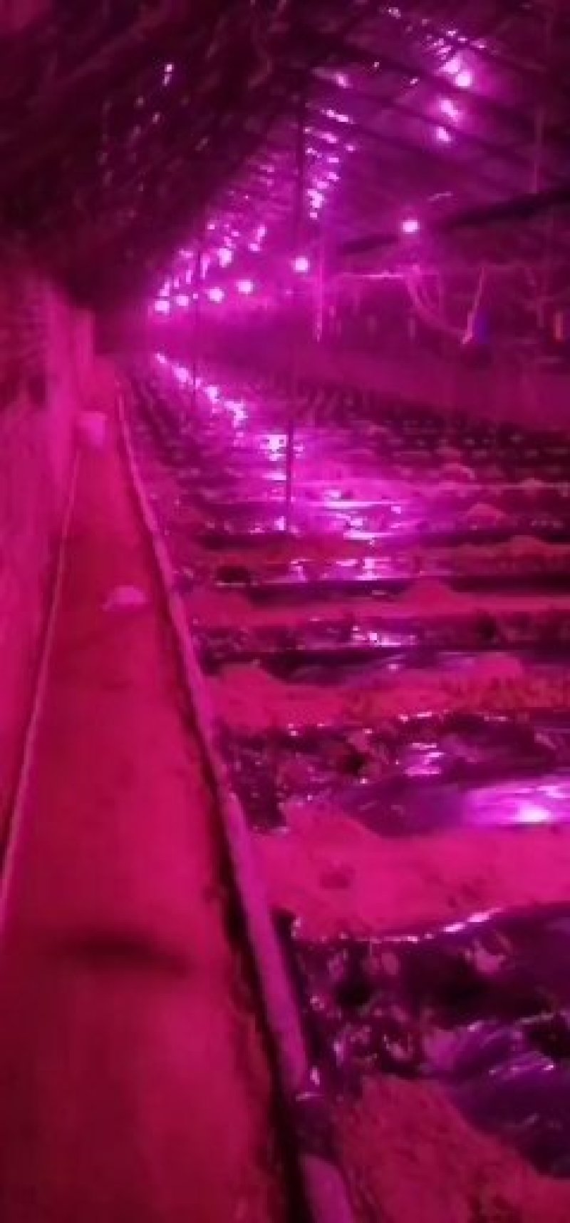 温室大棚杀虫灯果园杀虫灯，大田诱虫灯！养殖杀虫灯