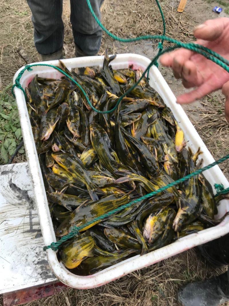 黄颡鱼品质保证价格优惠，可送货，可供钓场