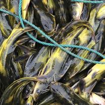 黄颡鱼品质保证价格，可送货，可供钓场