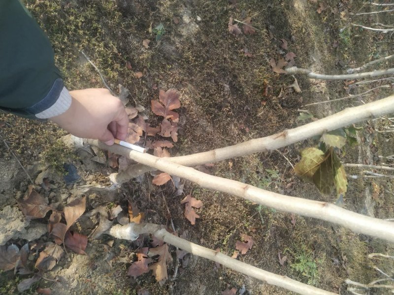 红叶碧桃树1-3公分定植树苗自家苗圃无中介