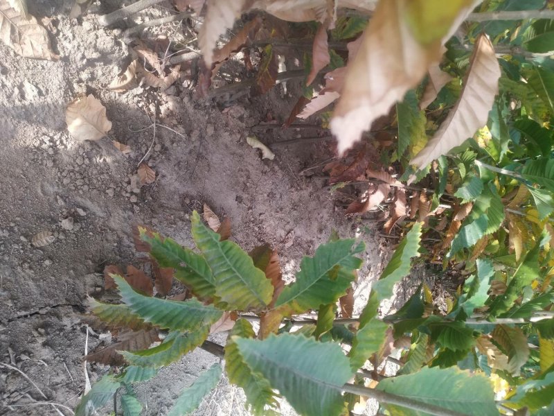 红叶碧桃树1-3公分定植树苗自家苗圃无中介