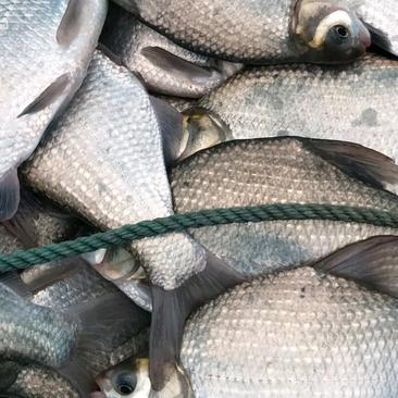 精品鳊鱼品质保证价格优惠，可送货，配送钓场
