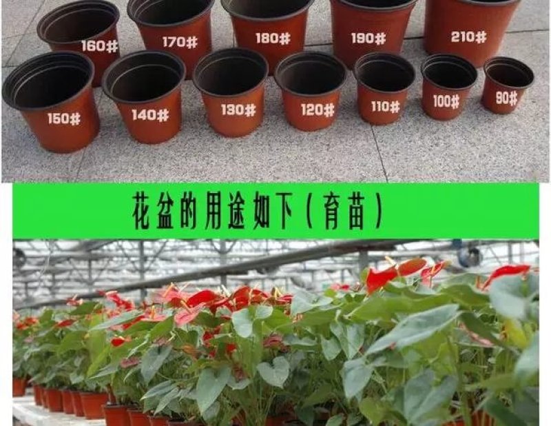 双色花盆种植育苗营养钵一次性摔不坏，塑料花盆。