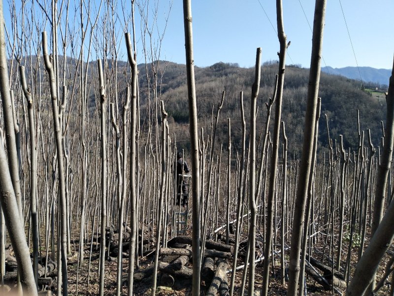 栾树
