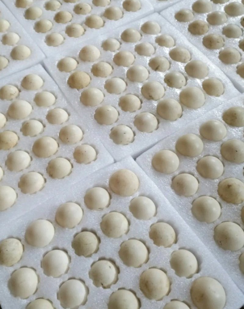 非洲雁火鸭受精蛋鸭种蛋可观赏宠物受精蛋，苗5.8量大优惠
