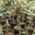 树状棒棒糖月季独干月季阳台浓香花卉,树形月季多花蔷薇