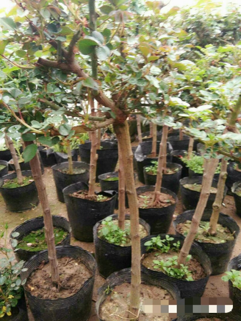 树状棒棒糖月季独干月季阳台浓香花卉，树形月季多花蔷薇