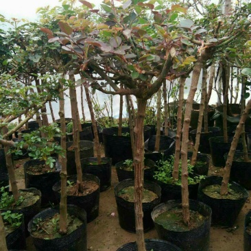树状棒棒糖月季独干月季阳台浓香花卉,树形月季多花蔷薇