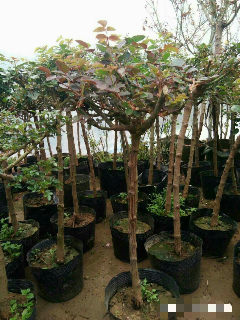 树状棒棒糖月季独干月季阳台浓香花卉，树形月季多花蔷薇