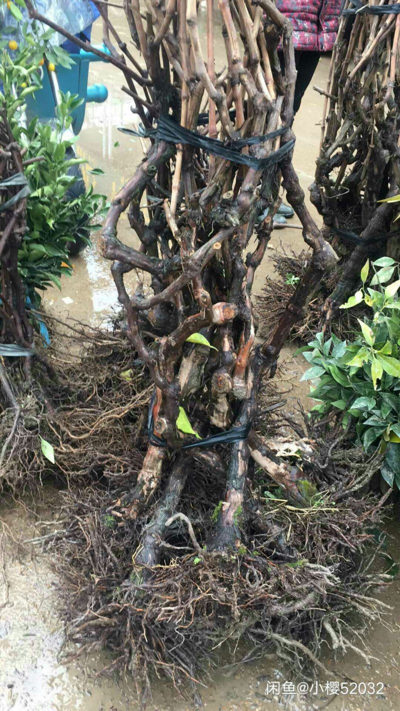 巨峰葡萄苗树苗南北方果树苗木当年结果盆景树桩地种盆栽爬藤