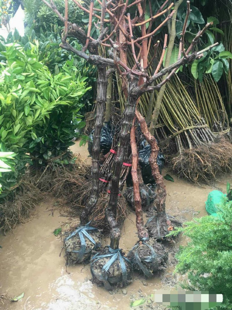 巨峰葡萄苗树苗南北方果树苗木当年结果盆景树桩地种盆栽爬藤