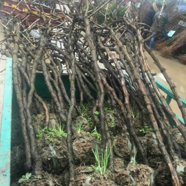 巨峰葡萄苗树苗南北方果树苗木当年结果盆景树桩地种盆栽爬藤