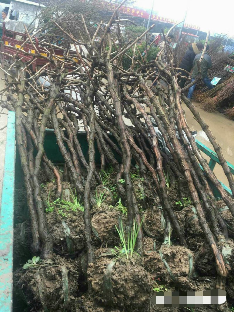巨峰葡萄苗树苗南北方果树苗木当年结果盆景树桩地种盆栽爬藤