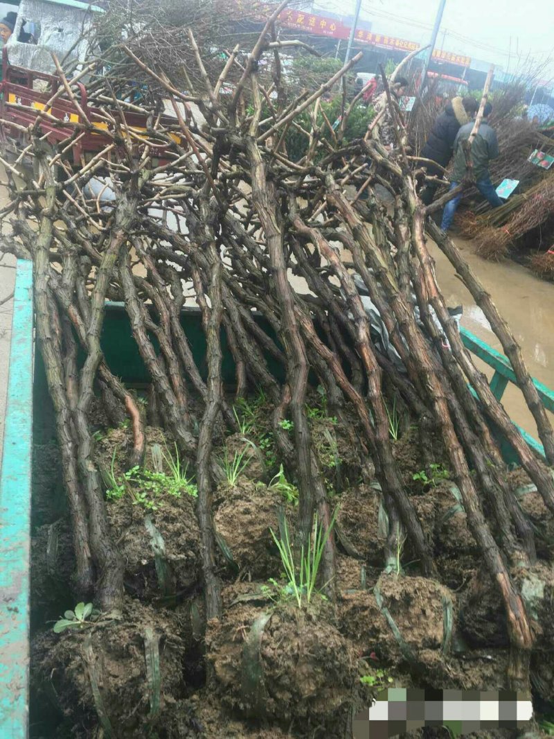 巨峰葡萄苗树苗南北方果树苗木当年结果盆景树桩地种盆栽爬藤