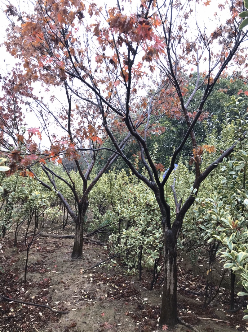 红叶碧桃5到8公分量大苗圃货源，诚信经营欢迎实地考察