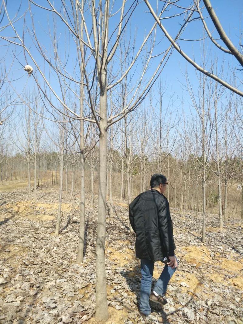 马褂木杂交鹅掌楸截杆原生货，苗圃货量大从优