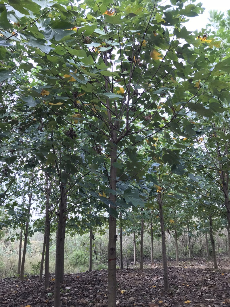 马褂木杂交鹅掌楸截杆原生货，苗圃货量大从优