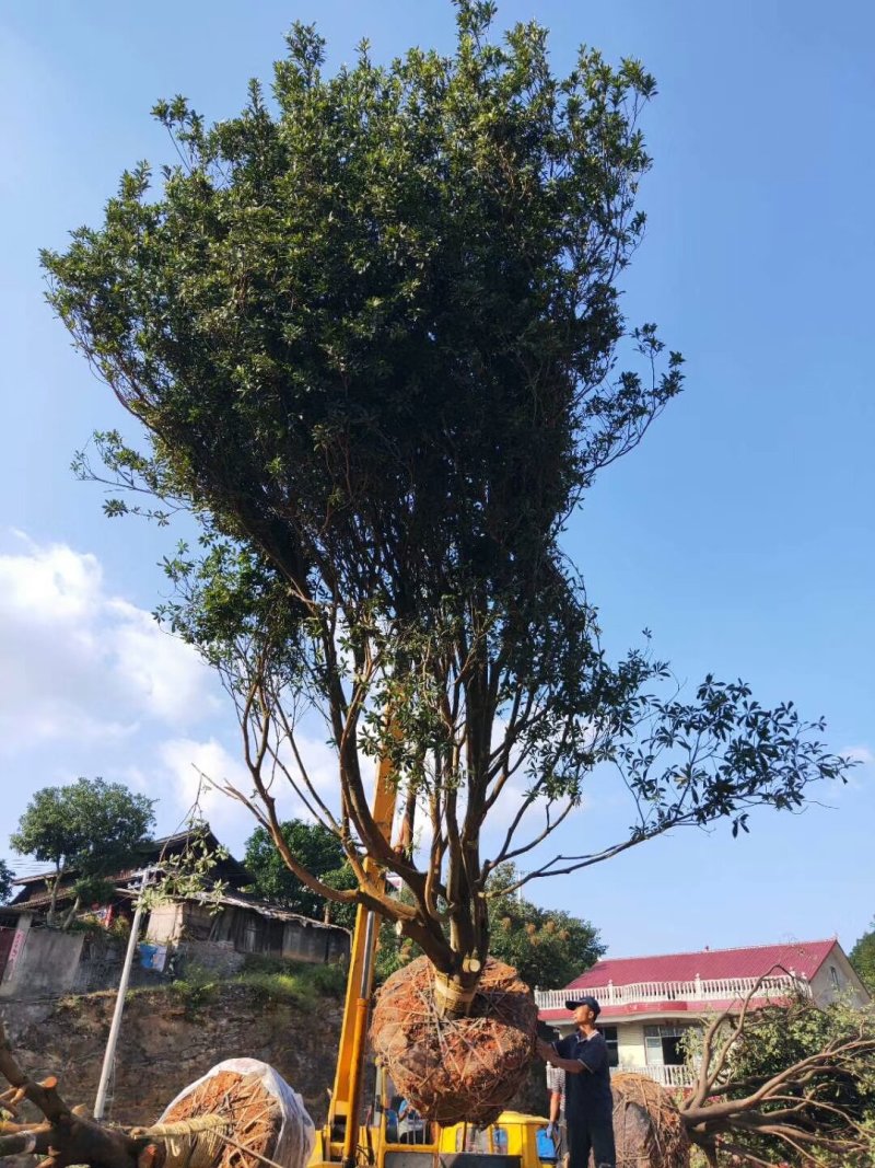 江南杨梅
