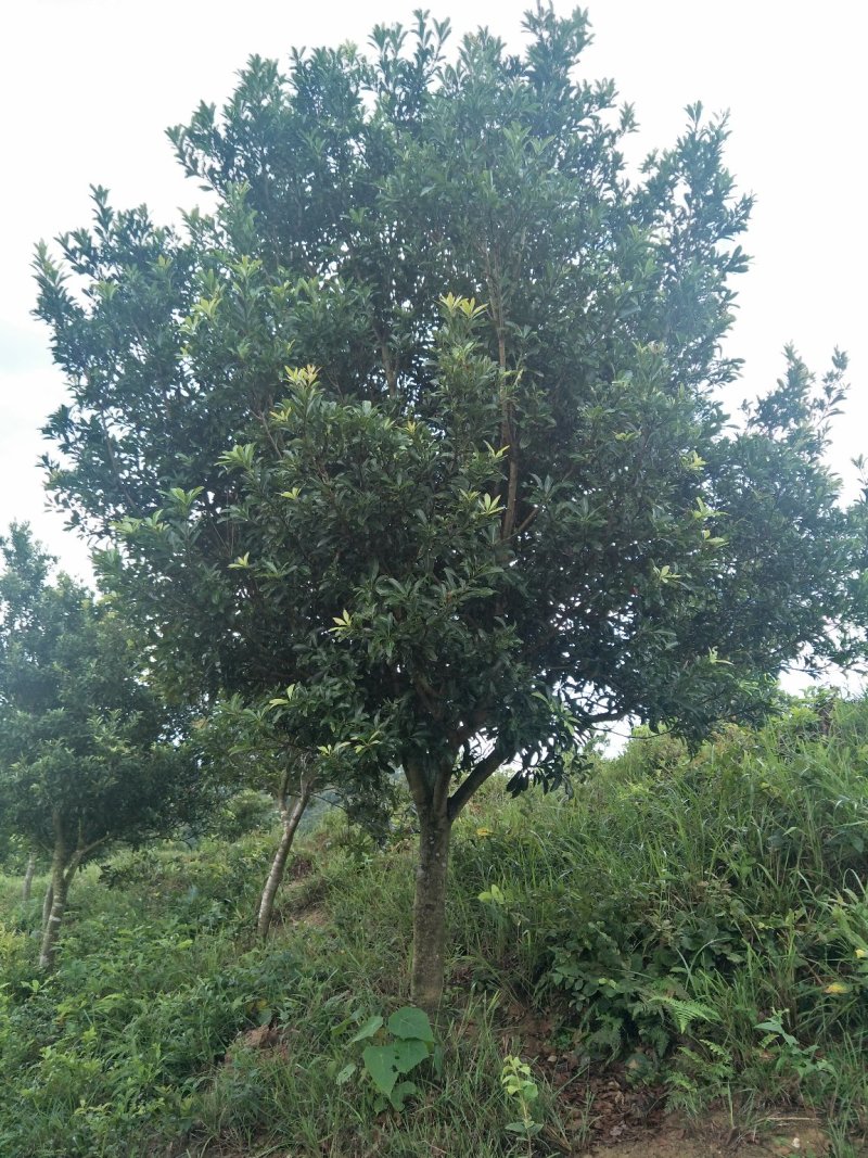 江南杨梅