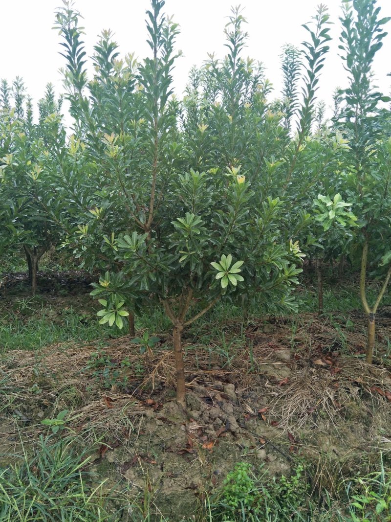 江南杨梅