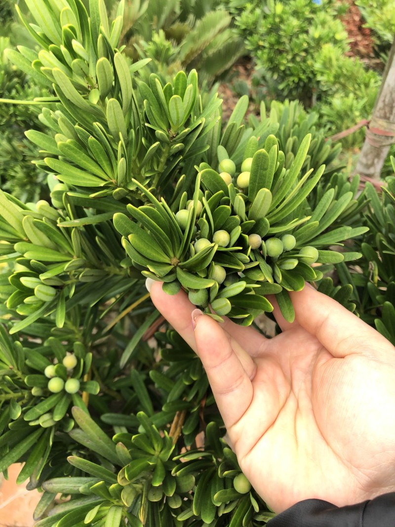 台湾S弯罗汉松6-10公分